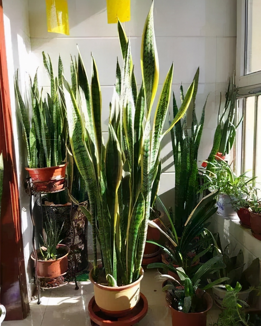 10种公认客厅最好养的花,适合客厅养的懒人花