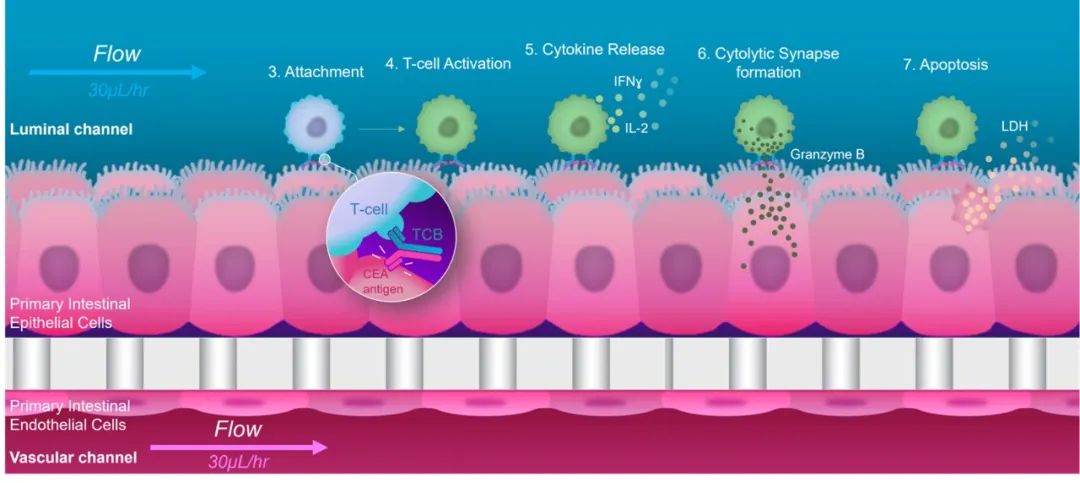 bio-protocol鎬庝箞鍙戣〃,bio-protocol鎺ㄤ粙