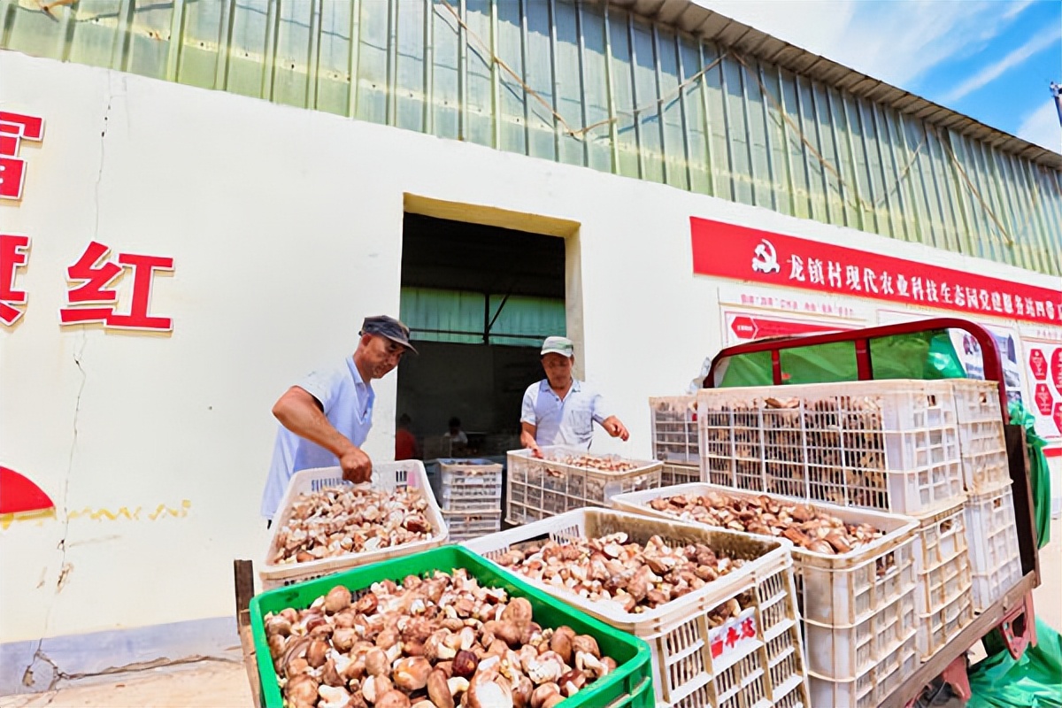 全国脱贫攻坚先进个人陈新胜,2019年脱贫攻坚先进村典型事迹