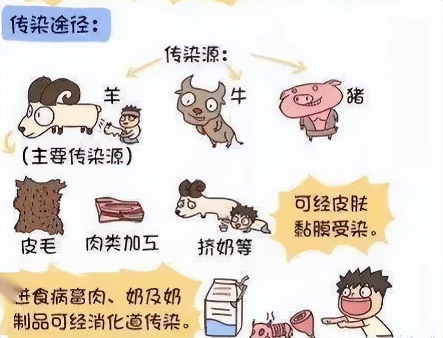 布鲁氏菌病最新治疗方法,布鲁氏菌病防治知识培训总结