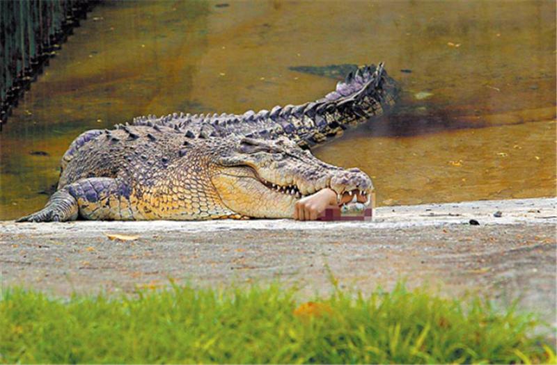 鳄鱼攻击人会攻击哪里,鳄鱼会不会主动袭击人