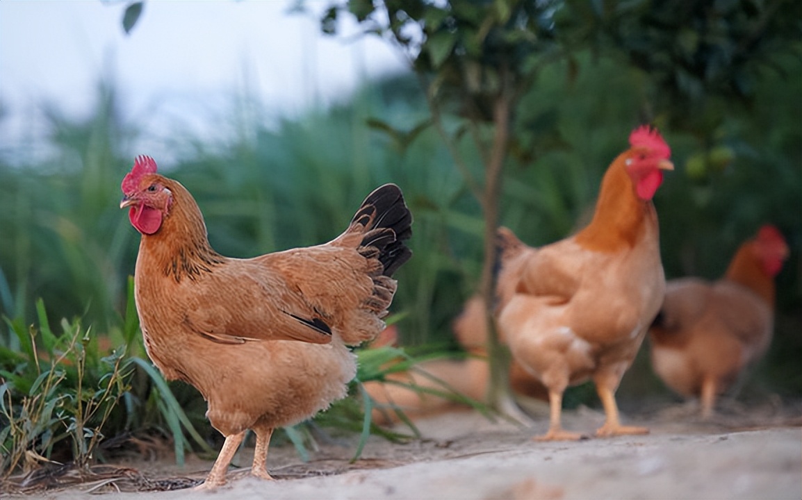 鸡吃了发霉饲料下的蛋有害吗,鸡饲料霉变有啥危害