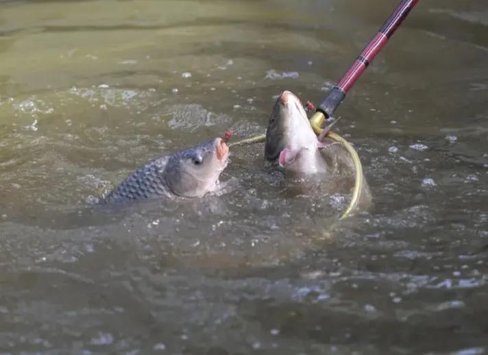 诱钓鲤鱼最快的方法,野钓鲤鱼怎么才能把鲤鱼诱过来