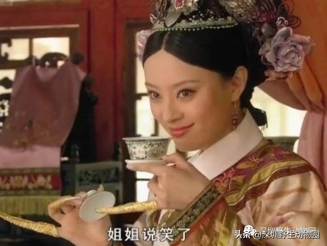 苗鸟怎么读,苗疆蛊事