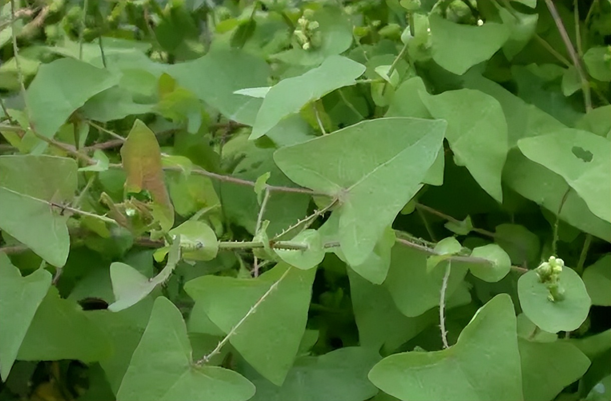 治蛇伤最好的植物,可以治蛇伤的植物是什么