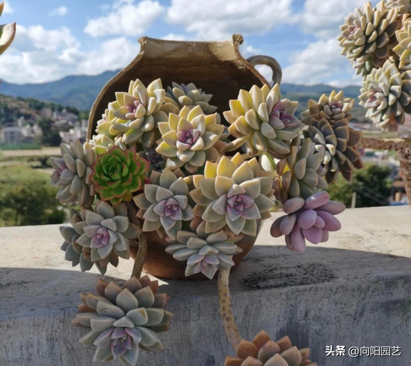 十大养不死易活的多肉品种,好养不死容易爆盆的多肉