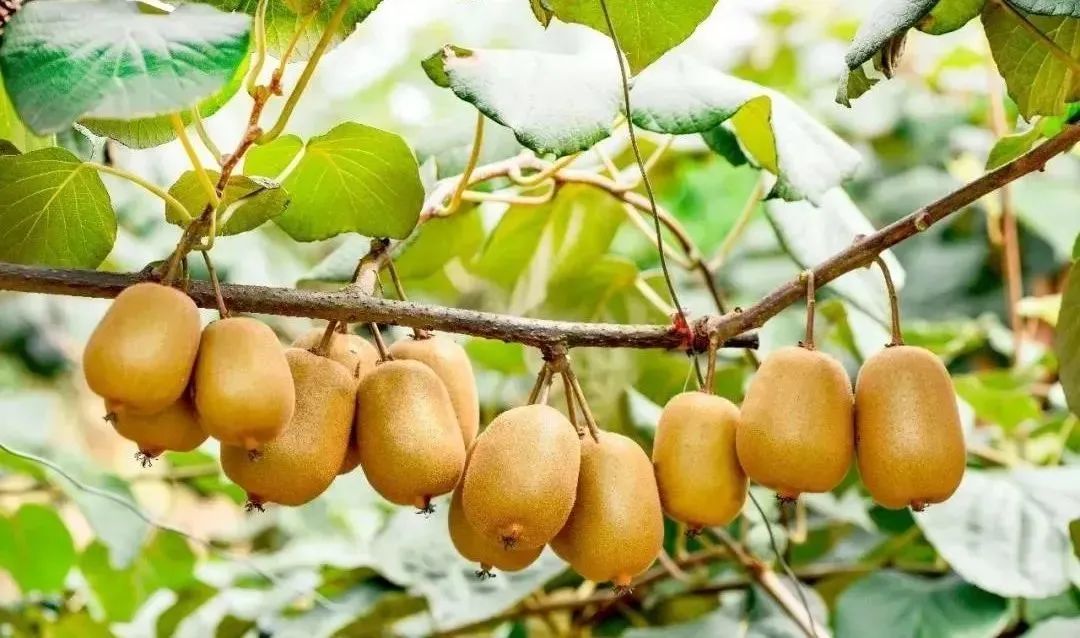 整村运营,整村运营顶层策划