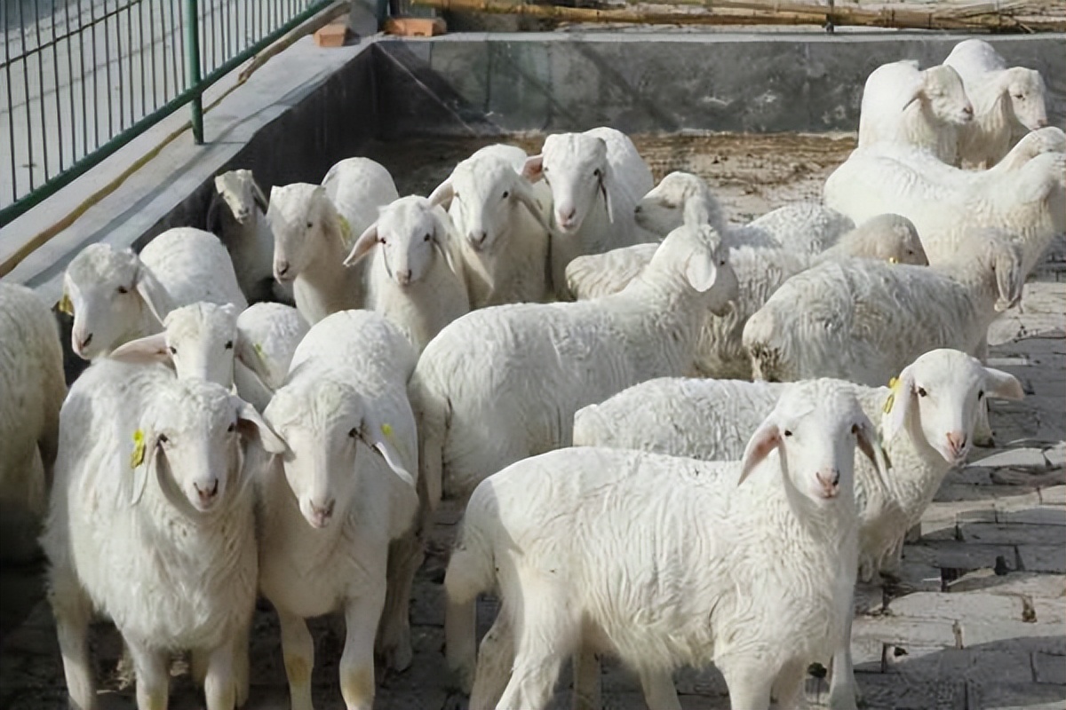 羊拉的尿是红色是怎么回事,羊拉血尿血怎么处理