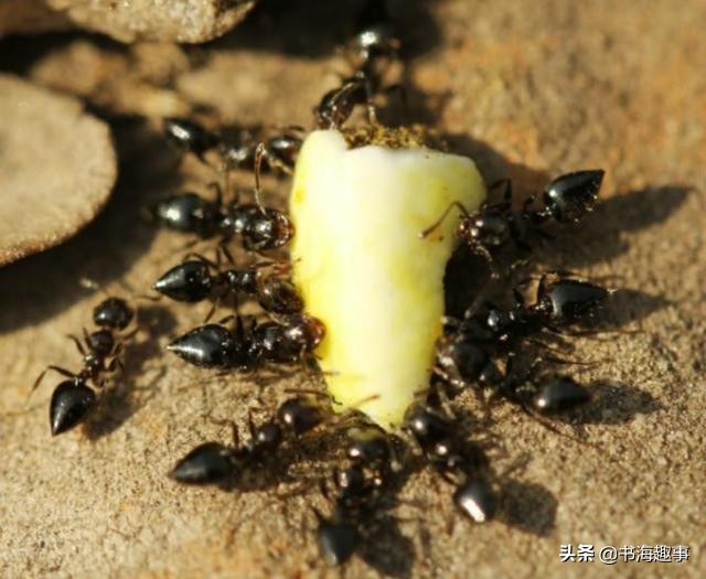 百年孤独读后感800字高中,百年孤独深度解析