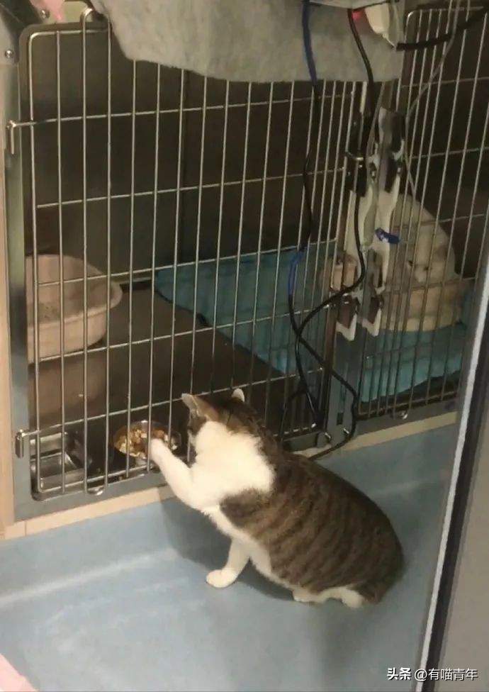 公猫出去一天一夜了都没回家,公猫出去三天没回来了