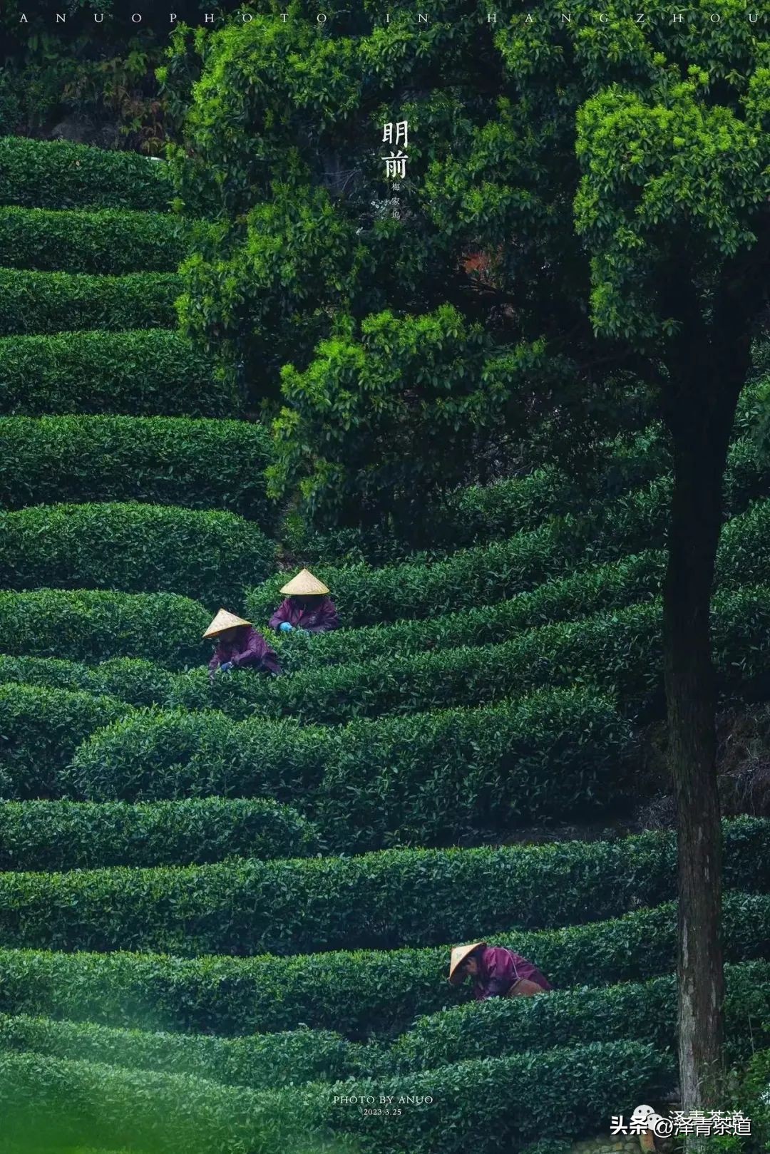 写春天的著名唐诗宋词加赏析,十首描写春天的宋词