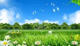 蓝天与花朵唯美图片,唯美阳光花朵图片