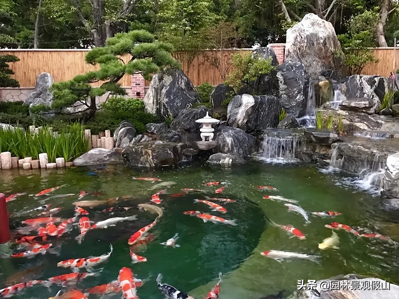 锦鲤鱼池庭院假山流水,庭院鱼池养锦鲤的正确方法