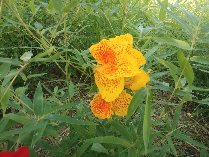 《她这样是嫌弃婆母吗》