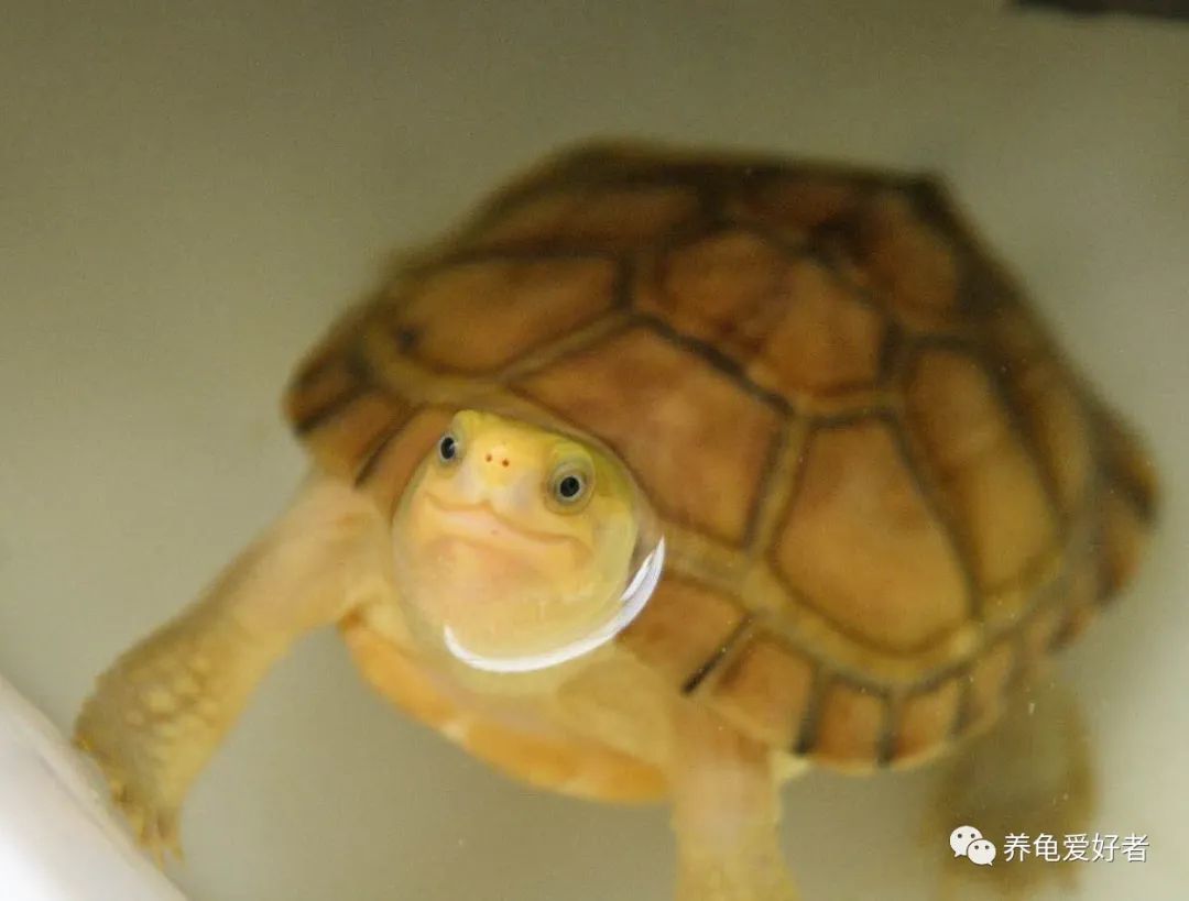 黄喉小青为什么越养越黑,黄喉小青龟变黑