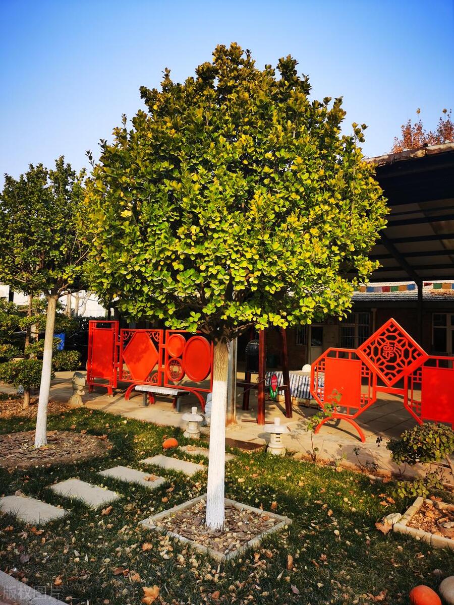 门前栽什么树聚财招财,门口种树富几代人