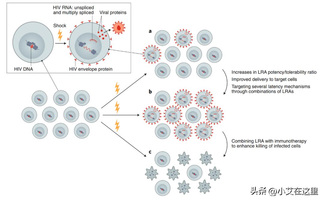 美国治疗艾滋病最新研究进展,未来5年艾滋病的治疗方法