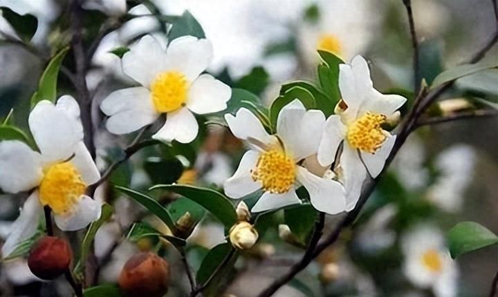 曾是皇帝*用御**，如今却无人问津，“油中软黄金”如何走向末路？