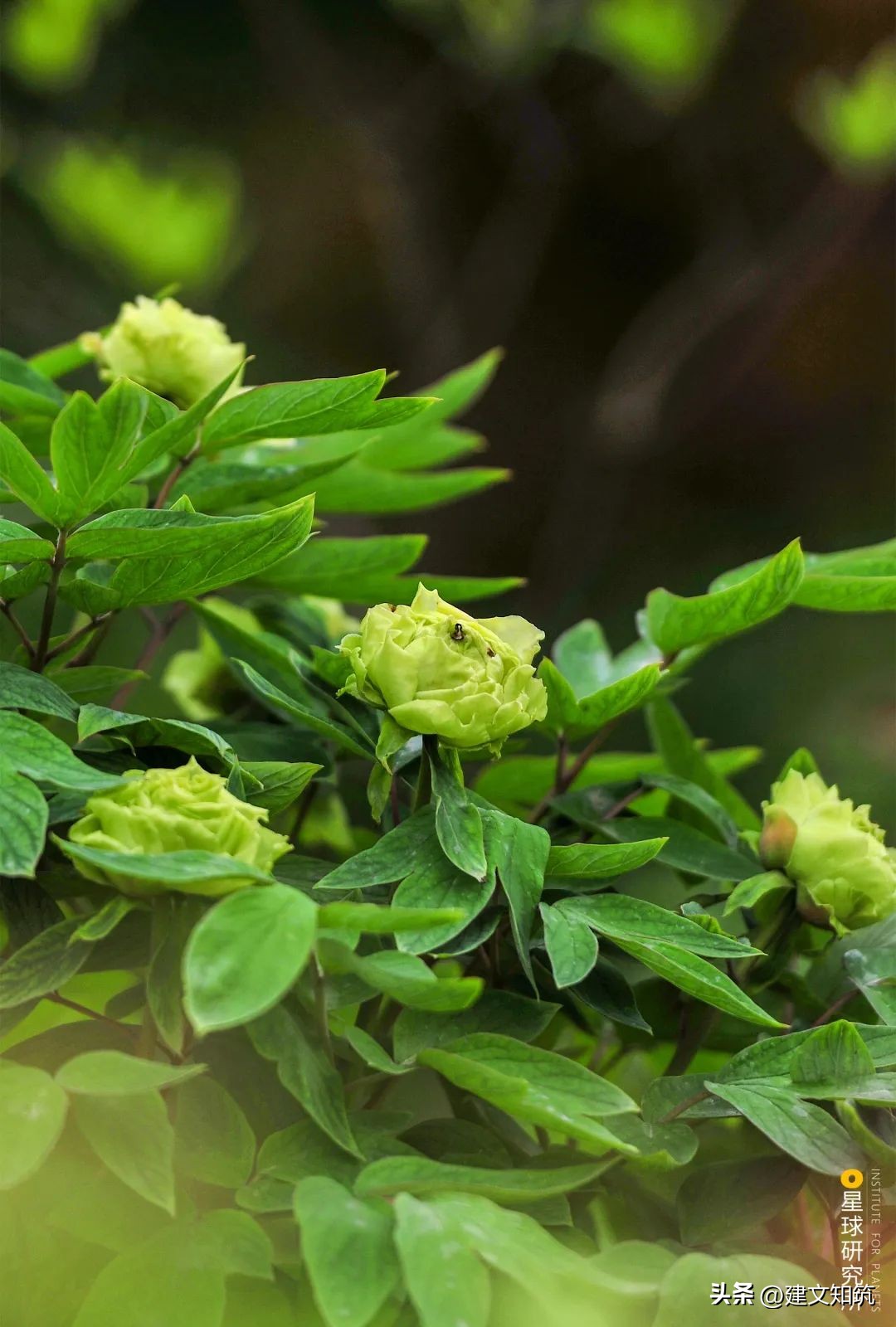 成都平原彭州,彭州立体公园城市