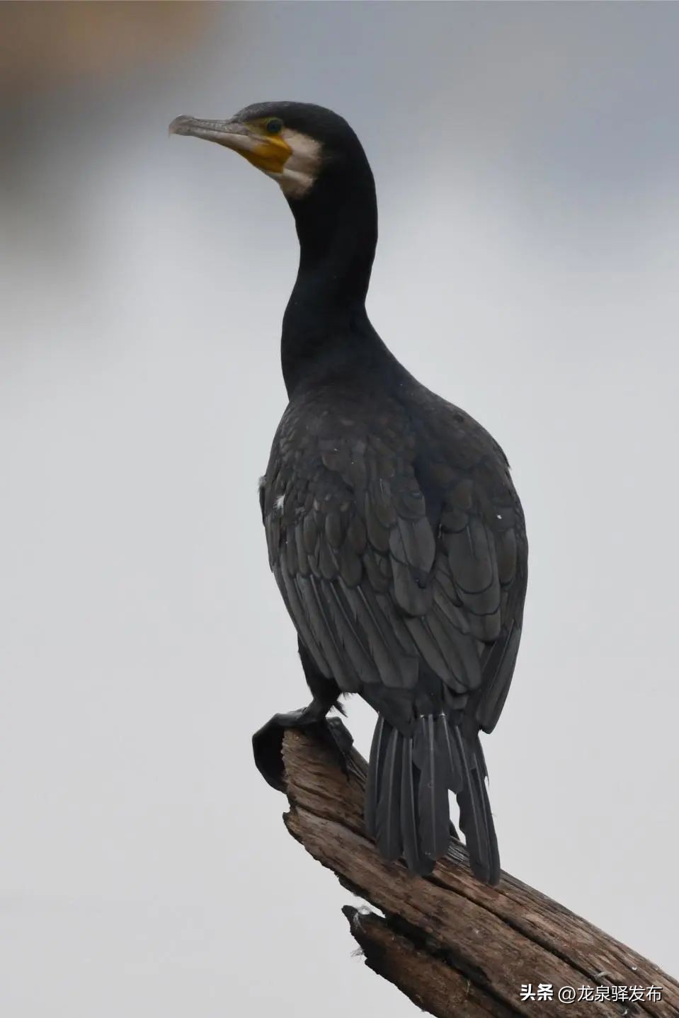 创建天府旅游名县射洪在行动,创建天府旅游名县倒计时1天