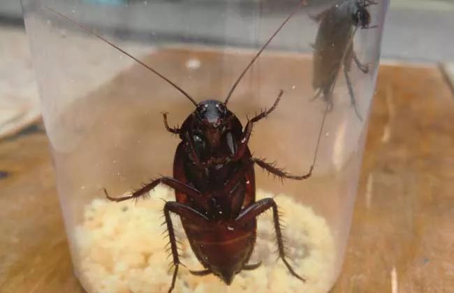 对付德国小蠊最有效的方法,土豆加硼酸能消灭德国小蠊吗