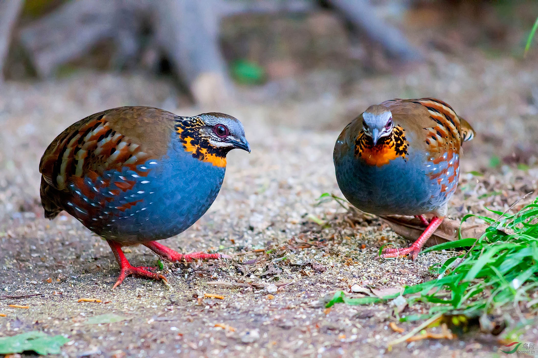 四川发现熊猫是真的吗,中华鹧鸪是濒危物种吗
