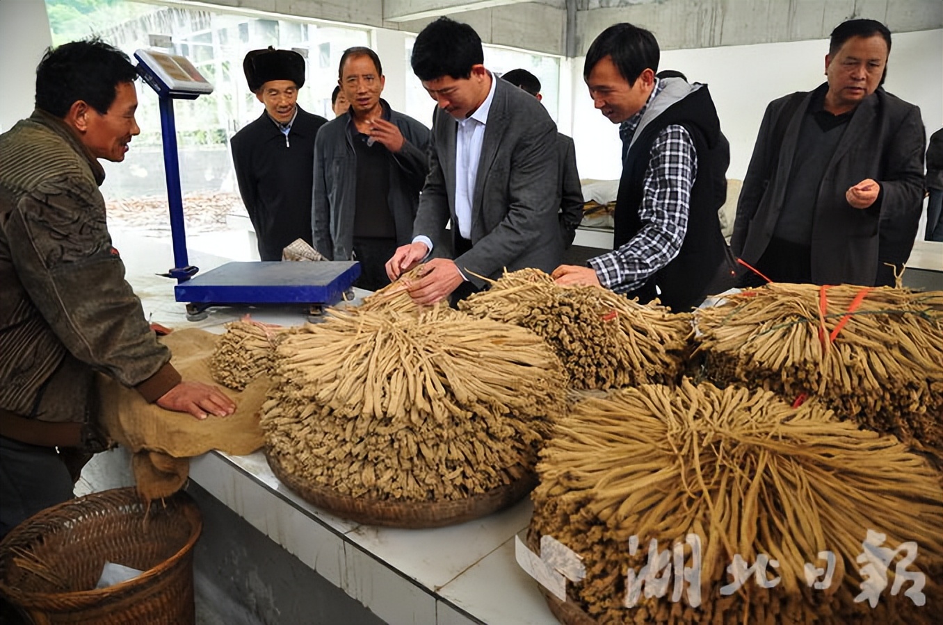 湖北恩施板桥镇党参,中国党参之乡湖北恩施板桥