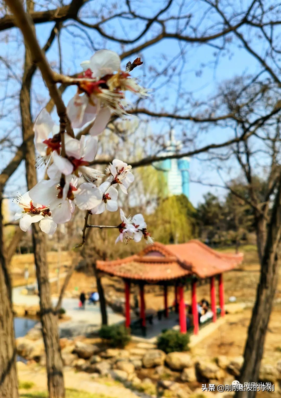 去大连看桃花是在几月份,大连哪里适合看金丝桃花