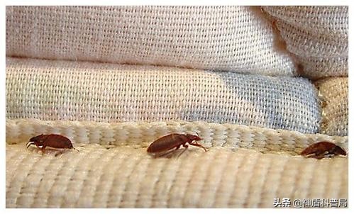 明明蟑螂爬到身上就不见了,有人把蟑螂给踩死了