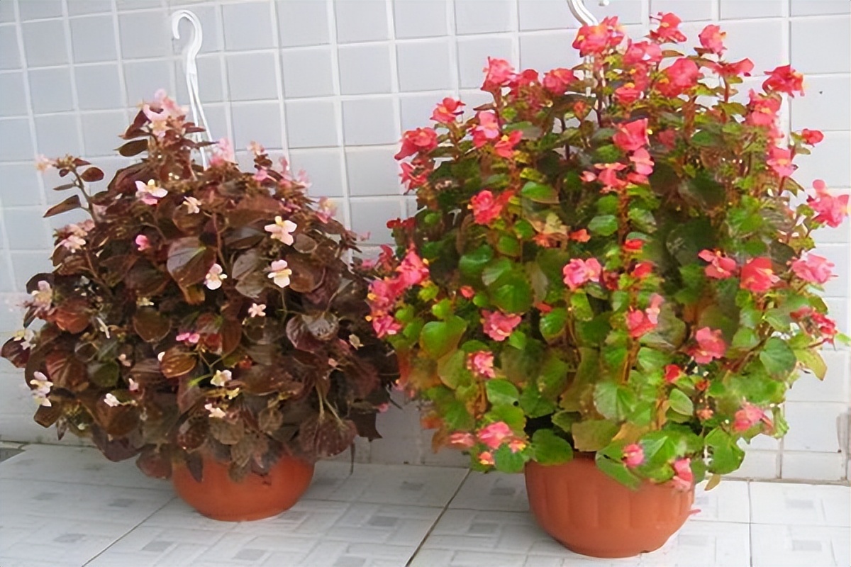 四季海棠是四季有花吗,四季海棠花哪些品种开花早