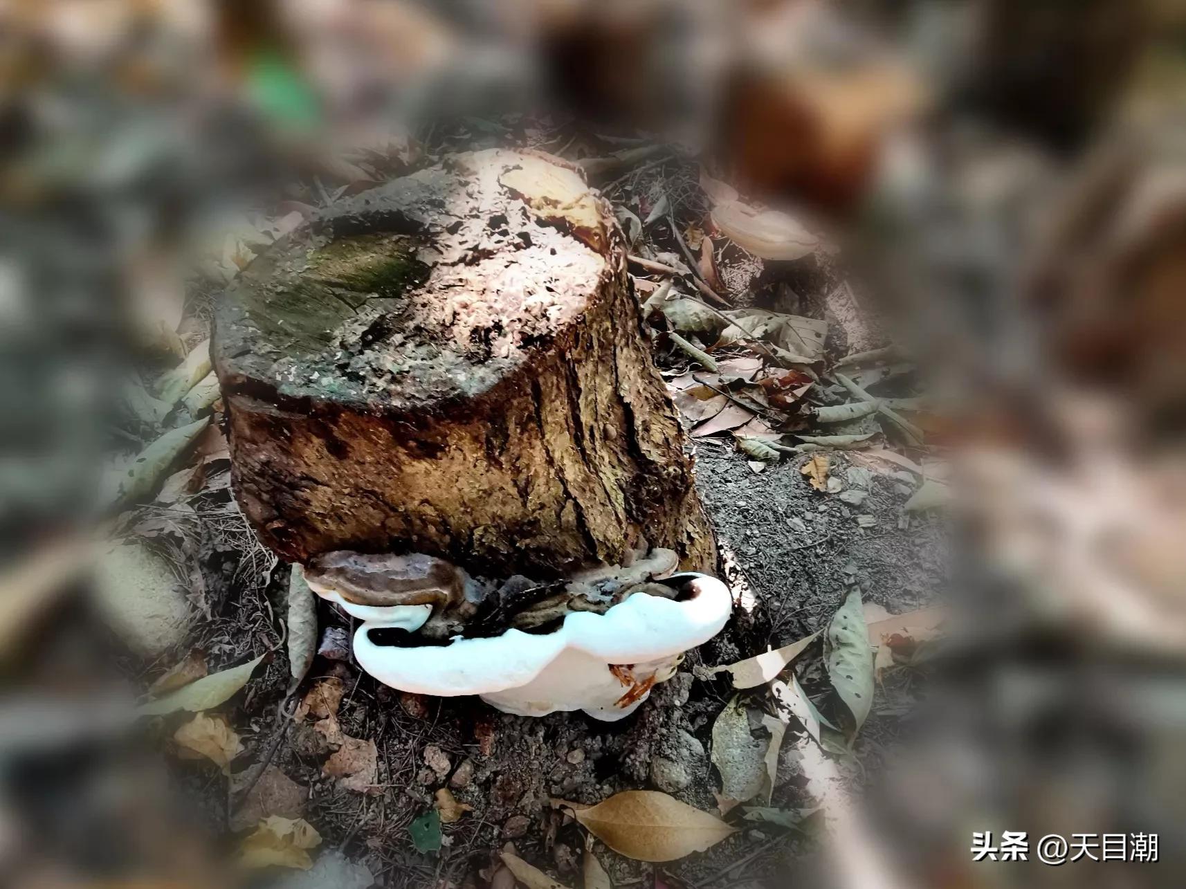 道是种植，却似野生一一项永年把灵芝栽种在百山祖国家公园野地里