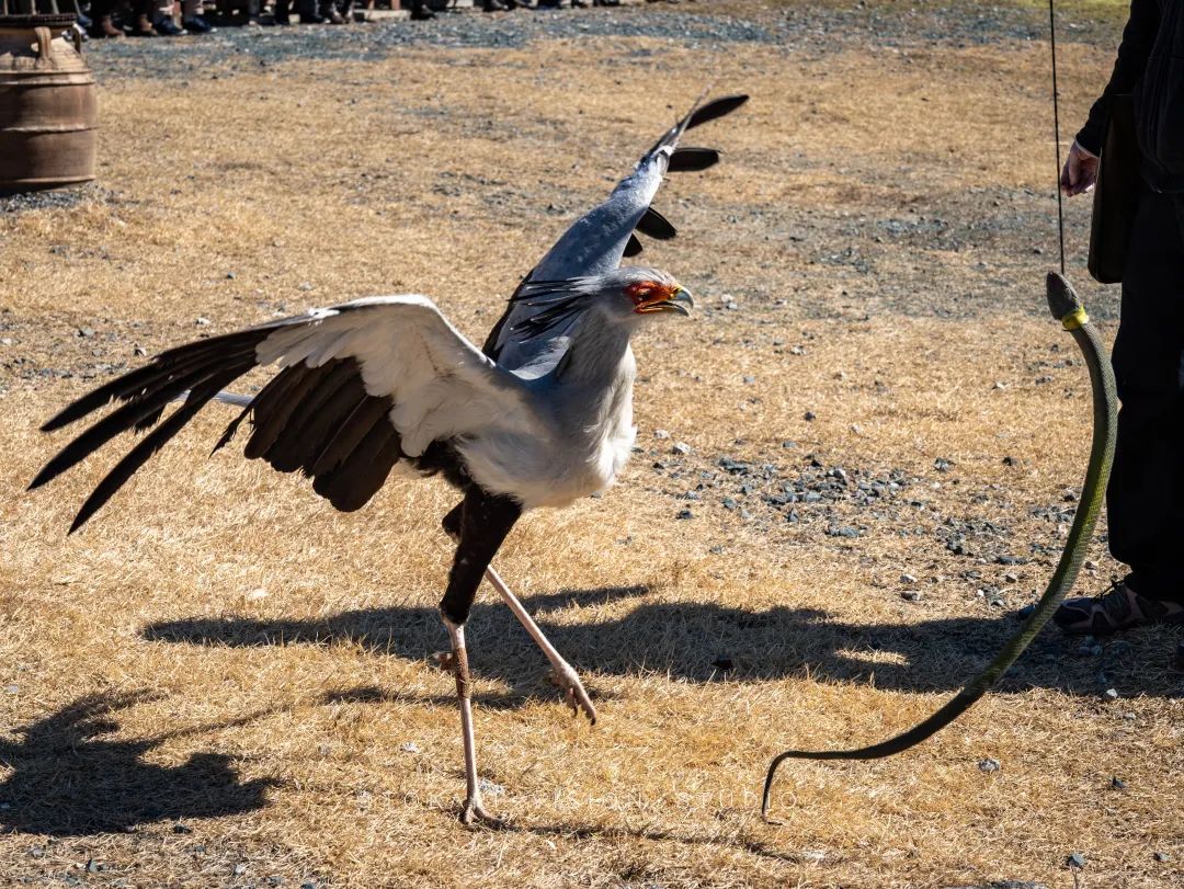 日本静冈市旅游,日本打卡景点小众静冈