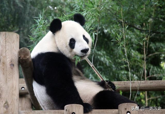 旅居美国的熊猫丫丫,旅美熊猫艰辛的回国之路