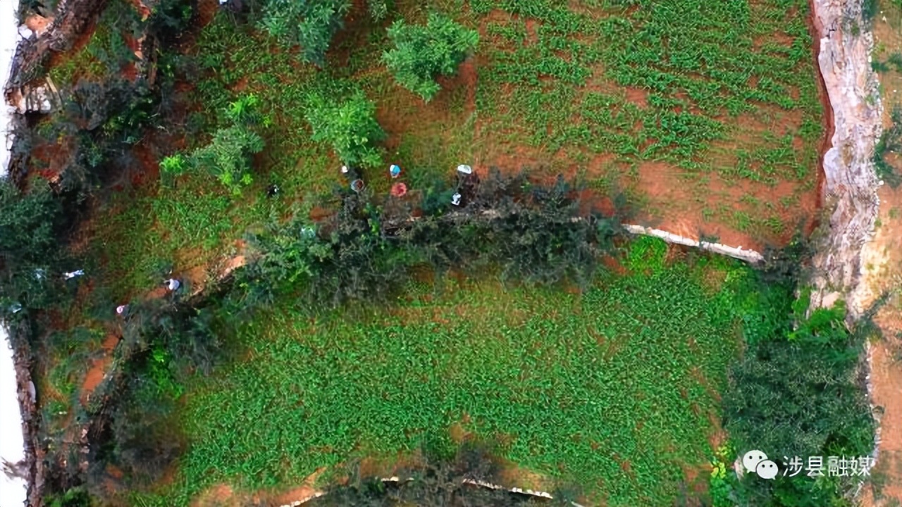 邯郸涉县花椒多少钱一斤,花椒喜获丰收