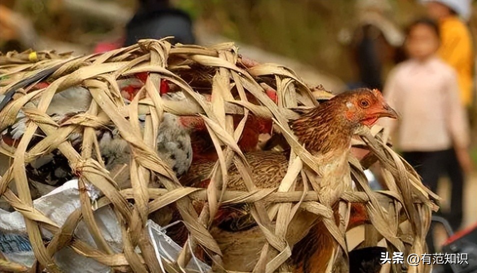 湖南小伙5000亩地养10只鸡,湖南小伙5000亩地只养十只鸡