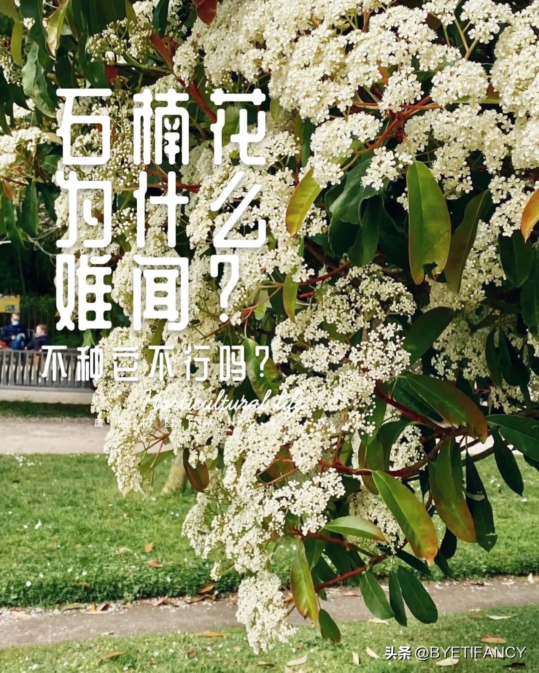 石楠花那么臭为什么要种,石楠花很臭为什么还要种