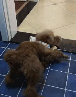 泰迪的七种缺点,黑泰迪的优点与缺点