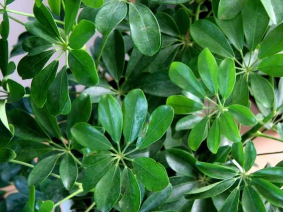 吸甲醛净化空气室内适合植物排名,吸甲醛空气净化器绿植