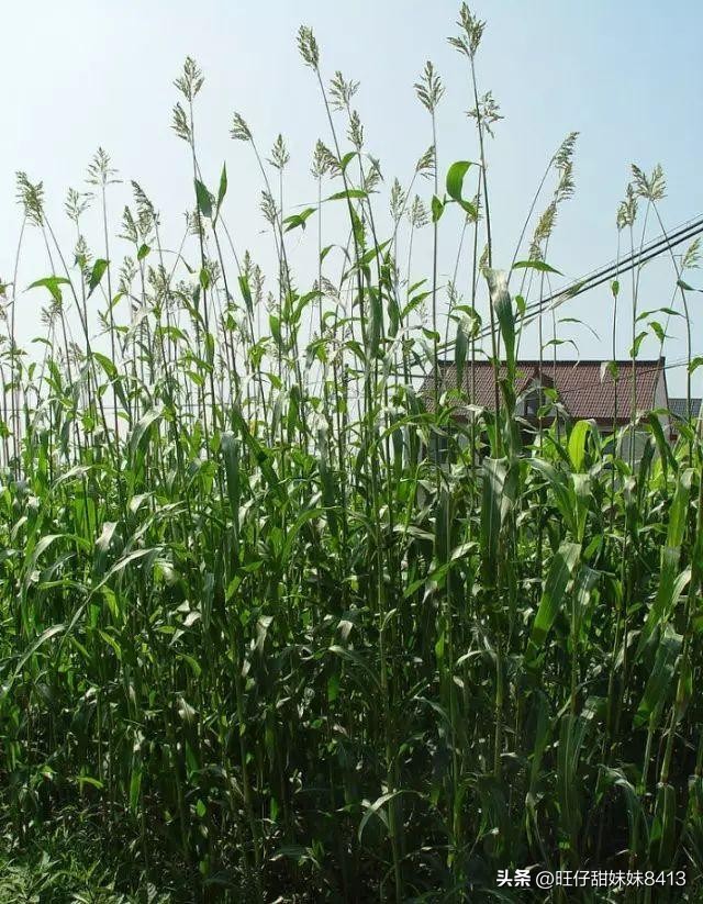 农村消失的水果,农村才能吃到的十种水果