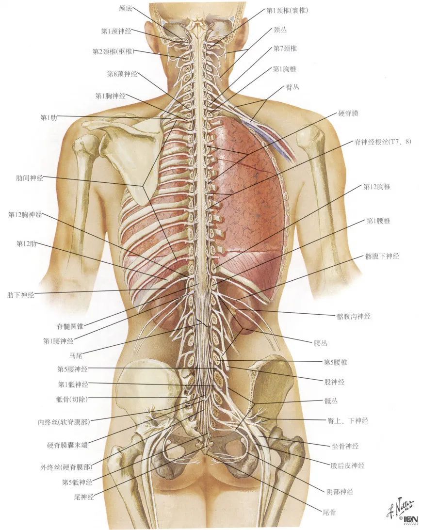 脊神经支配区域解剖图简图,脊神经及其分支的支配范围