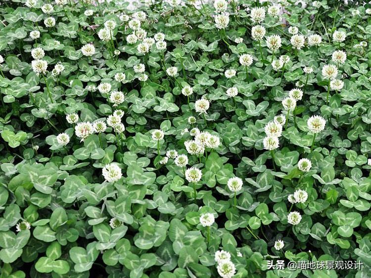 山东地区适合种植什么草皮,山东地区草坪