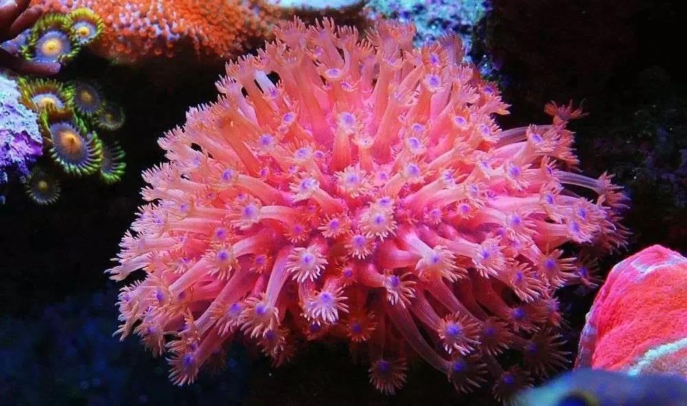 滤材的选择与摆放详解,滤材多久才能养好