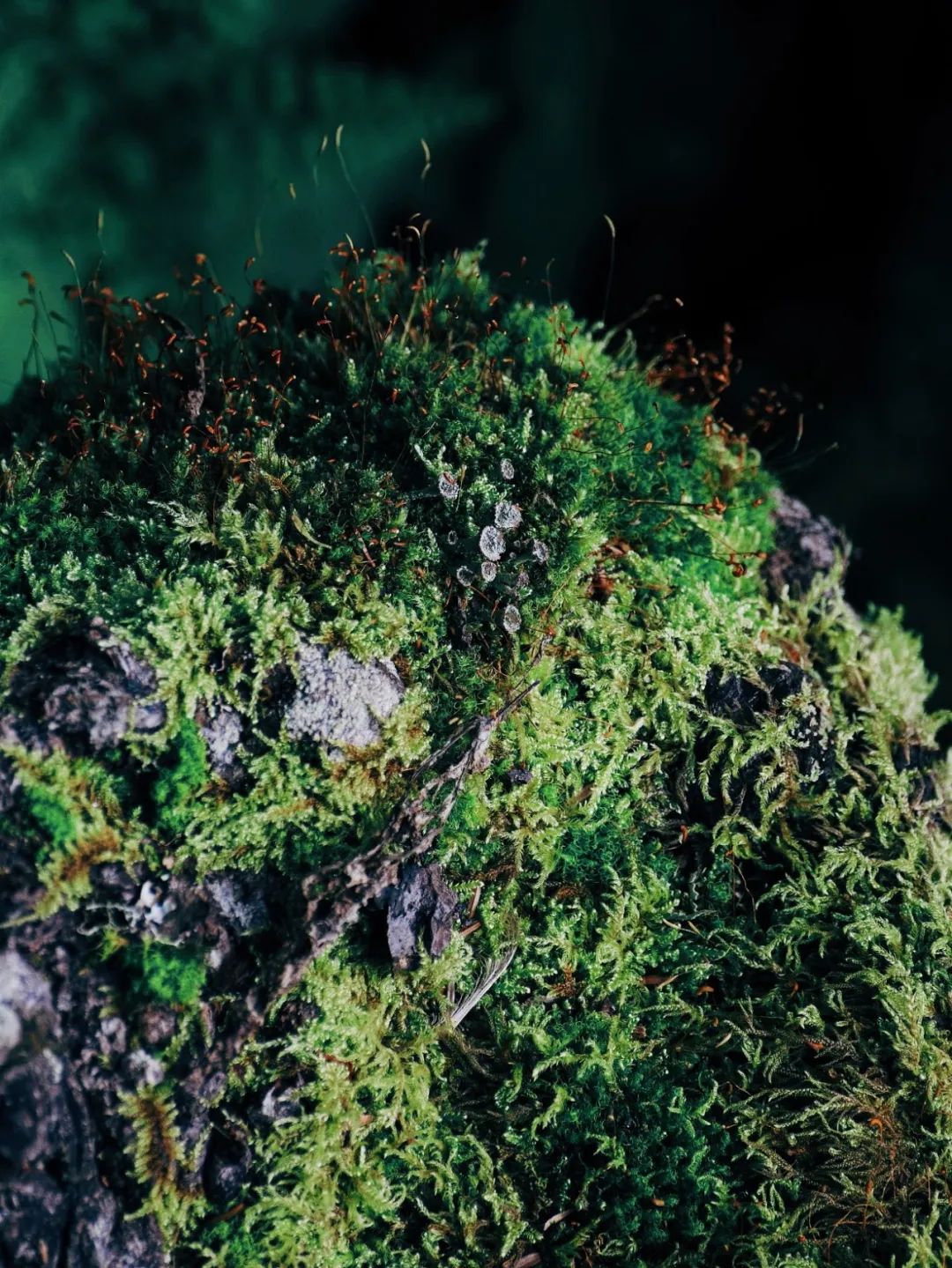 美酒成都,成都的美酒