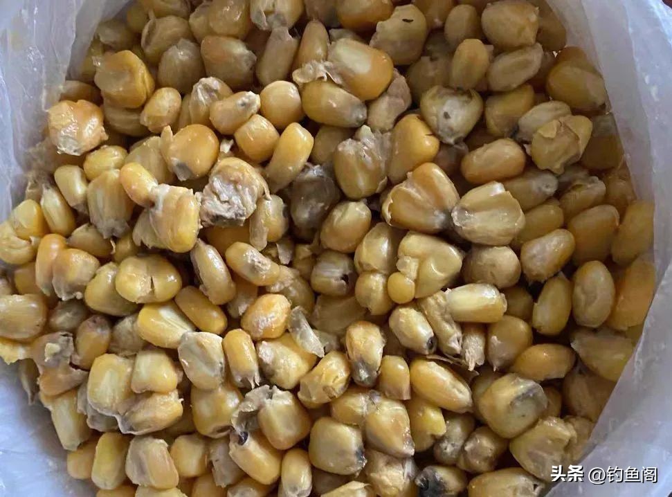 钓鲢鳙你必须知道的事儿,钓鲢鳙的方法和注意事项