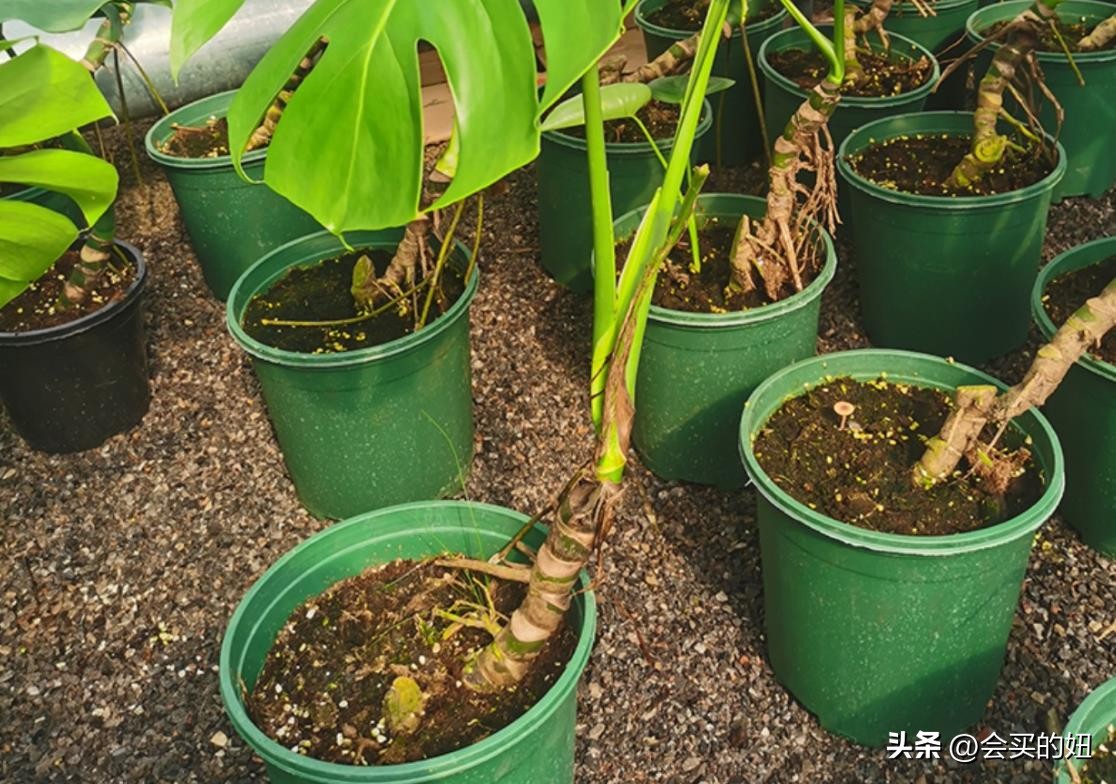 价格便宜且又有实用价值的绿植,家里值得买的绿植