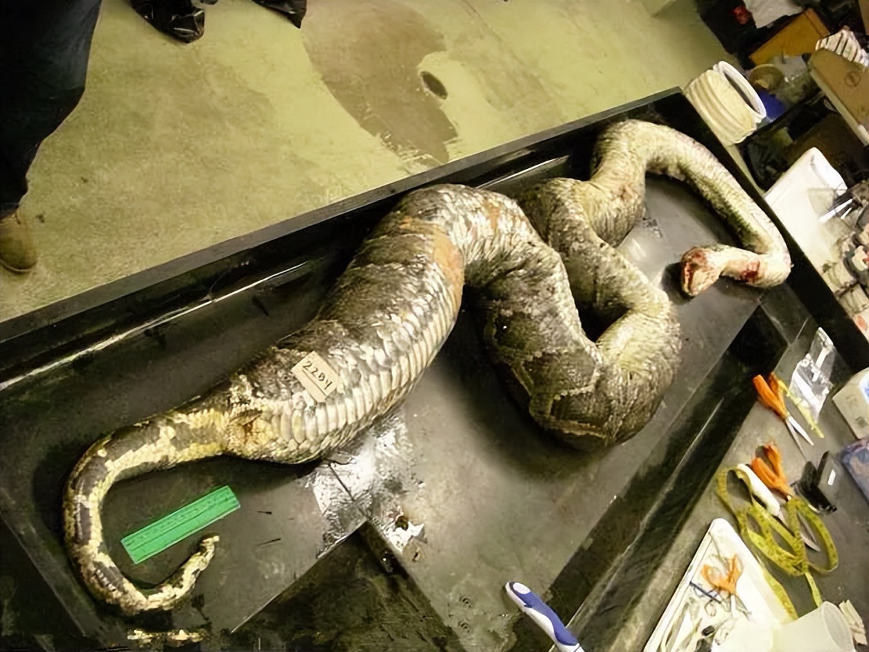 文胸、高尔夫、炮弹、珍珠、*物文**，盘点这些从动物肚里发现的东西