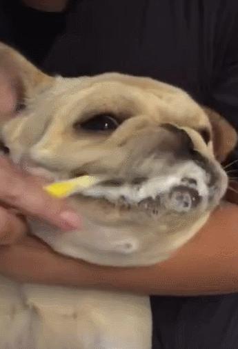 法牛有泪痕怎么处理,法牛有体臭怎么办