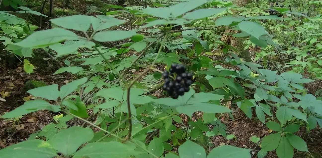 刺五加植物的识别方法,带你识别白薇