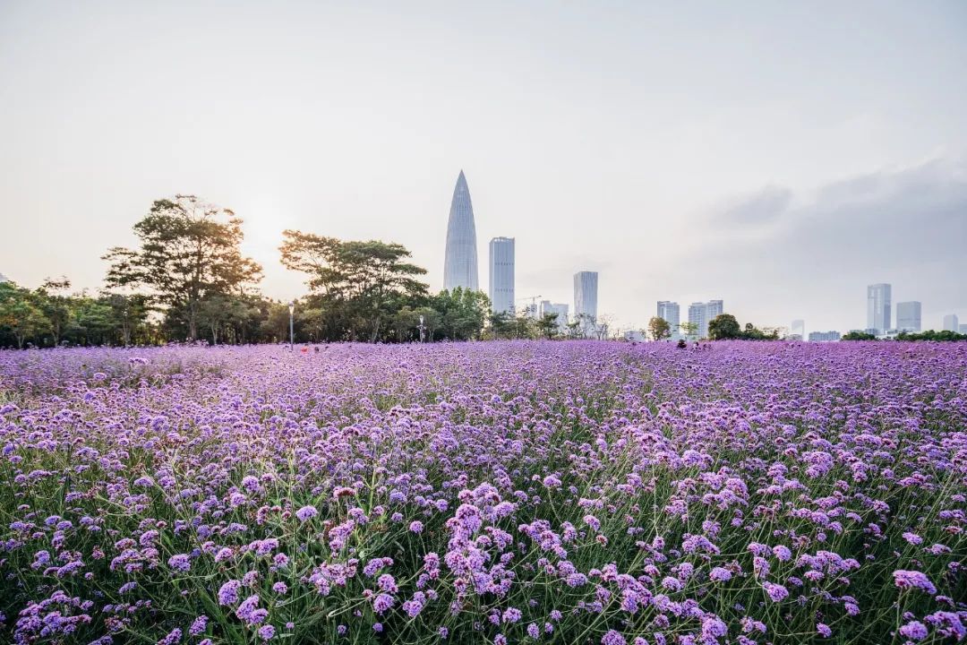 爱“搞钱”的深圳如何补消费短板？｜问计一线