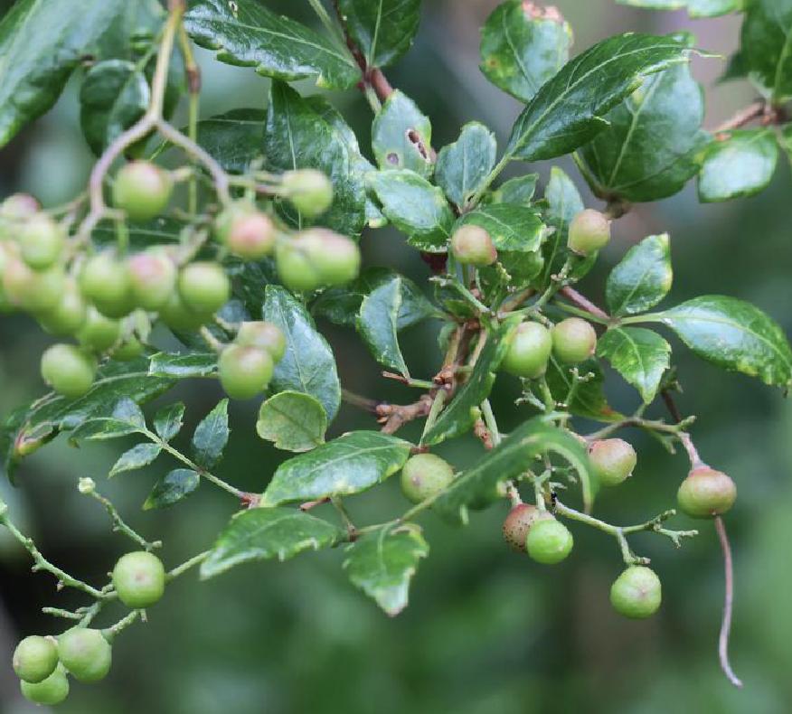 蛇葡萄和莓茶,莓茶与显齿蛇葡萄